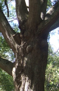 century-oak